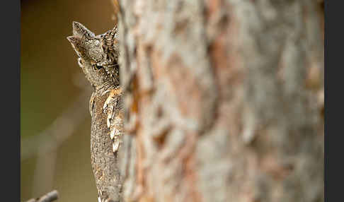 Zwergohreule (Otus scops)