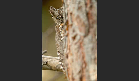 Zwergohreule (Otus scops)