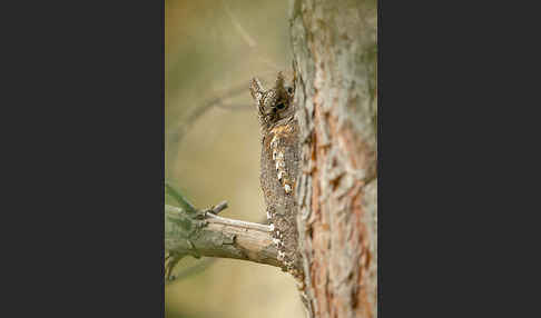 Zwergohreule (Otus scops)