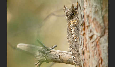 Zwergohreule (Otus scops)