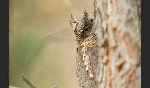 Zwergohreule (Otus scops)