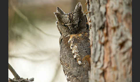 Zwergohreule (Otus scops)