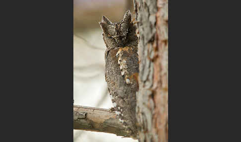 Zwergohreule (Otus scops)