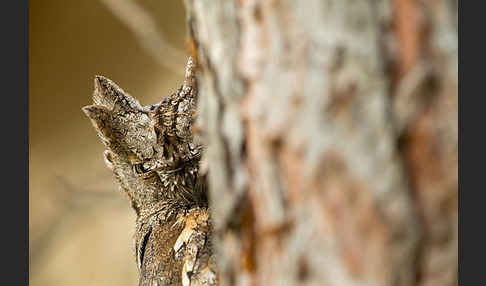 Zwergohreule (Otus scops)