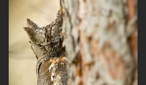 Zwergohreule (Otus scops)