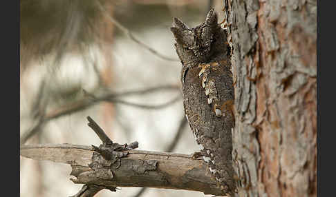 Zwergohreule (Otus scops)