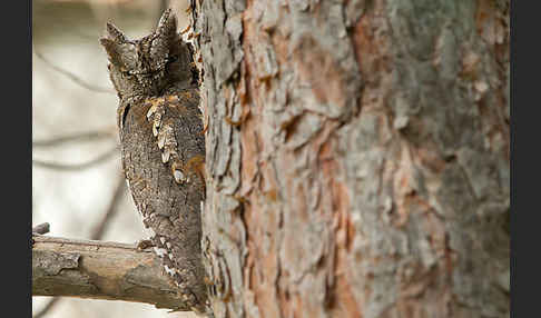 Zwergohreule (Otus scops)