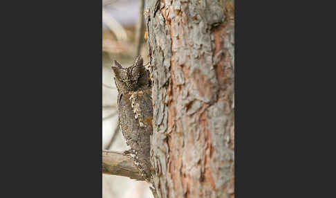 Zwergohreule (Otus scops)