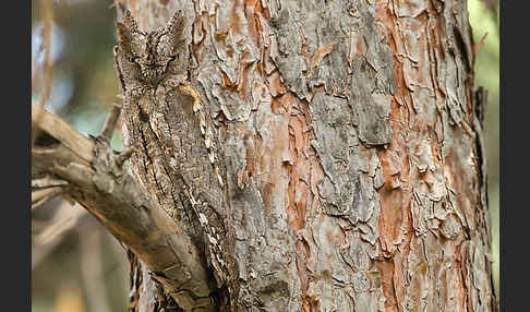 Zwergohreule (Otus scops)