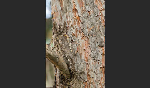 Zwergohreule (Otus scops)