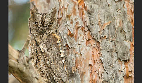 Zwergohreule (Otus scops)