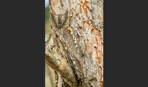 Zwergohreule (Otus scops)