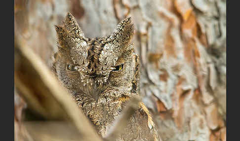 Zwergohreule (Otus scops)