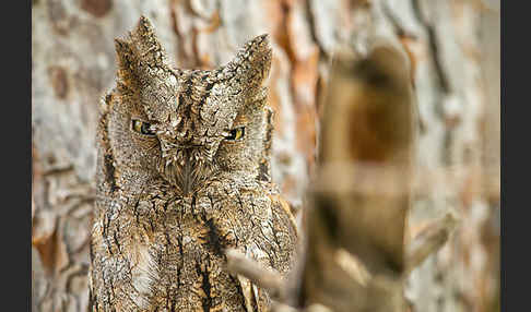 Zwergohreule (Otus scops)