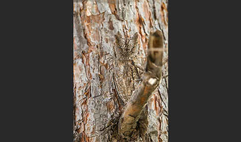 Zwergohreule (Otus scops)