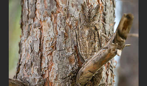 Zwergohreule (Otus scops)