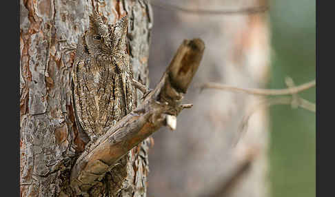 Zwergohreule (Otus scops)