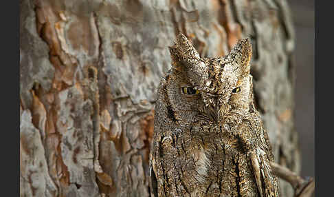 Zwergohreule (Otus scops)