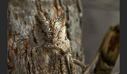 Zwergohreule (Otus scops)