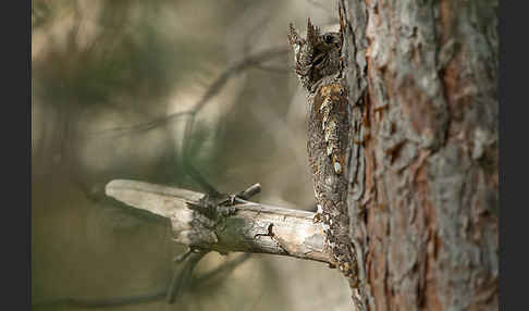 Zwergohreule (Otus scops)