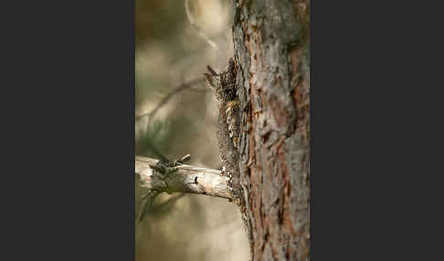 Zwergohreule (Otus scops)