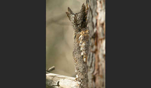 Zwergohreule (Otus scops)