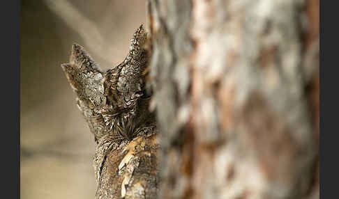 Zwergohreule (Otus scops)