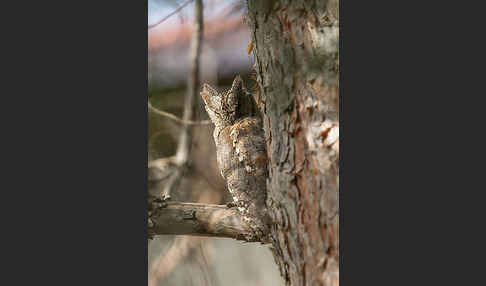 Zwergohreule (Otus scops)