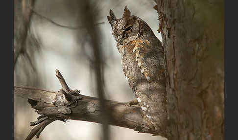 Zwergohreule (Otus scops)