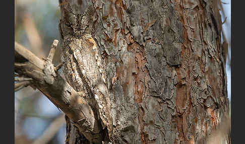 Zwergohreule (Otus scops)