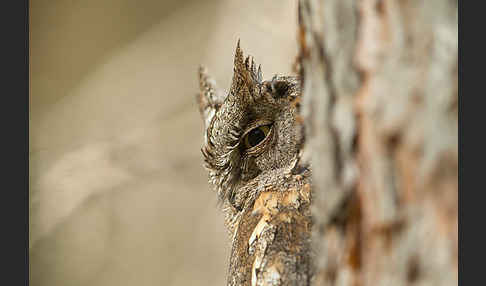 Zwergohreule (Otus scops)