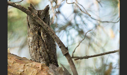 Zwergohreule (Otus scops)