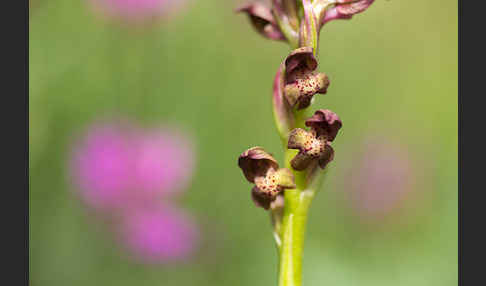 Wanzen-Knabenkraut (Orchis coriophora)