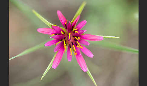 Haferwurzel (Tragopogon porrifolius)