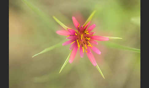 Haferwurzel (Tragopogon porrifolius)