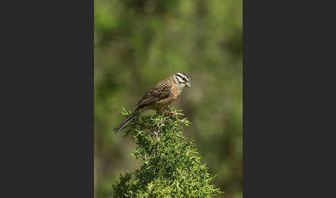 Zippammer (Emberiza cia)