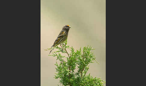 Rotstirngirlitz (Serinus pusillus)