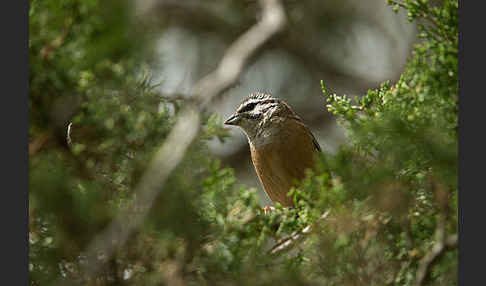 Zippammer (Emberiza cia)