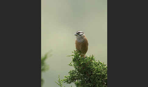 Zippammer (Emberiza cia)