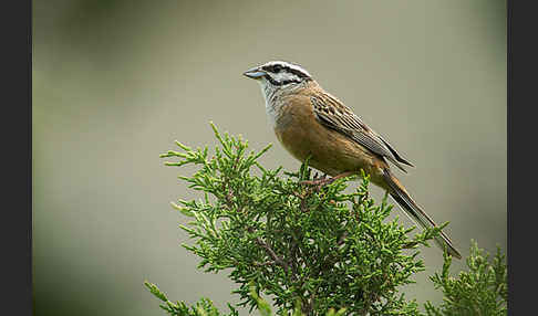 Zippammer (Emberiza cia)