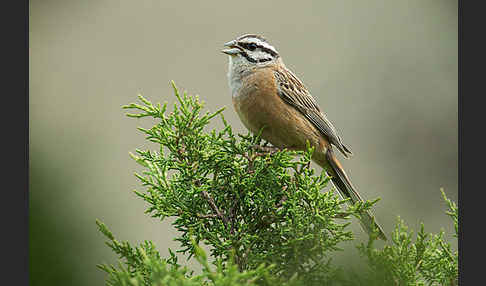 Zippammer (Emberiza cia)