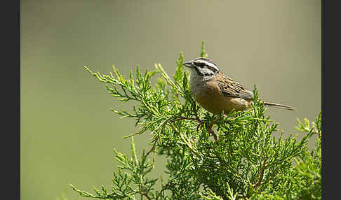 Zippammer (Emberiza cia)