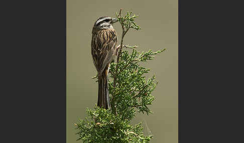 Zippammer (Emberiza cia)