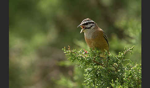 Zippammer (Emberiza cia)