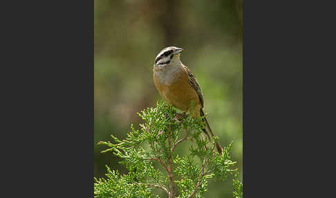 Zippammer (Emberiza cia)