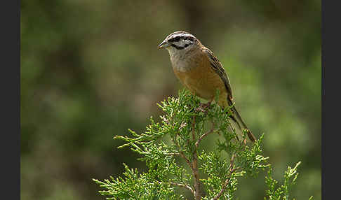 Zippammer (Emberiza cia)