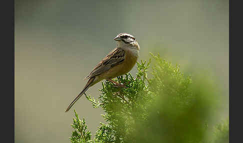 Zippammer (Emberiza cia)