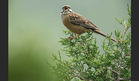 Zippammer (Emberiza cia)