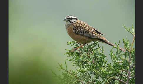 Zippammer (Emberiza cia)