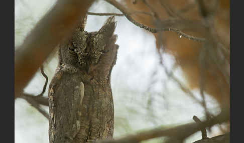 Zwergohreule (Otus scops)